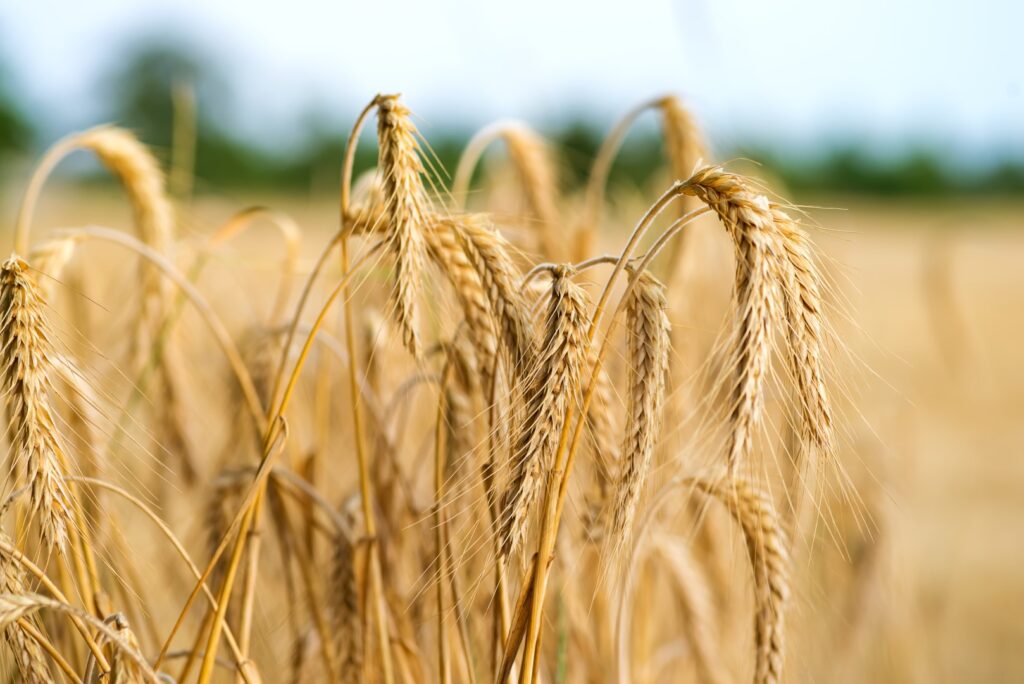 crémation québec wheat 5 Large