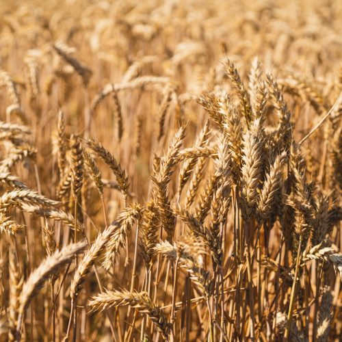 Golden ripe ears of wheat. Wheat field. Ears of golden wheat close up. The concept of planting and harvesting a rich harvest. Rural landscape.