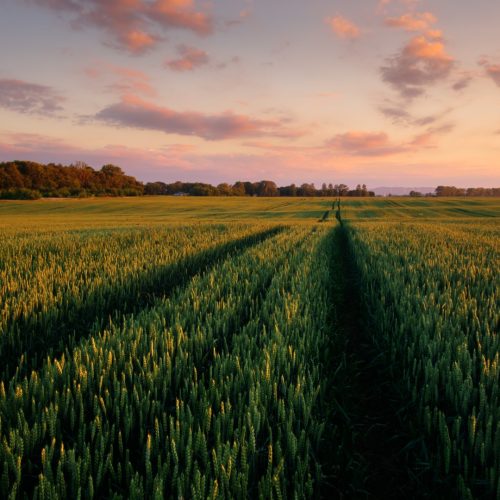 Green wheat field against the blue sky background. Landscape photography